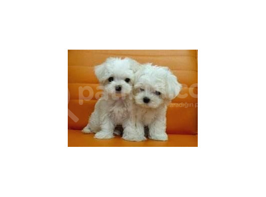 Maltesse Terrier Cinsi Mini Boy Puppy Kar Beyaz