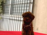 Darkbrowmn Poodle Yavrularımız