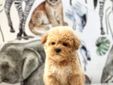 Orjinal Maltipoo Yavrularımız