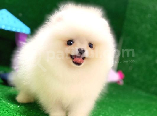 Tayland Girişli Pomeranian Boo Yavrularımız görsel