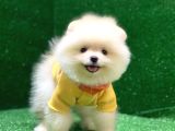 Üst Düzey A kalite Pomeranian Boo Yavrularımız