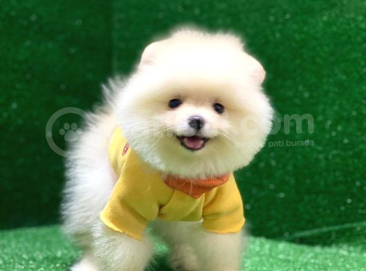 Üst Düzey A Kalite Pomeranian Boo Yavrularımız