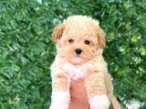 F1 Maltipoo Yavrularımız