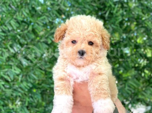 F1 Maltipoo Yavrularımız görsel