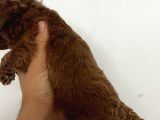 Kore Boy Toy Poodle Yavrularımız