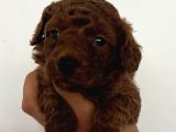 Kore Boy Toy Poodle Yavrularımız