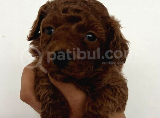 Kore Boy Toy Poodle Yavrularımız görsel