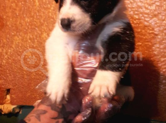 Show Li̇ne Orji̇nal Border Coli̇e Yavrular görsel