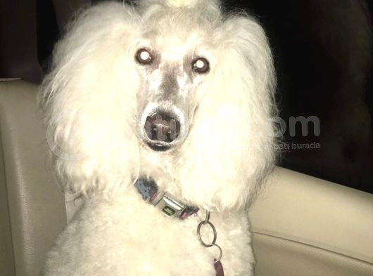 Sadece Malzeme Karşiliği Dev Poodle Yavrular görsel