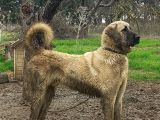 Kangal ve çoban köpekleri