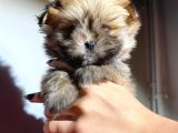 Teacup boy tüy yumağı morkie