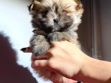 Teacup Boy Tüy Yumağı Morkie