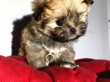 Teacup Boy Tüy Yumağı Morkie