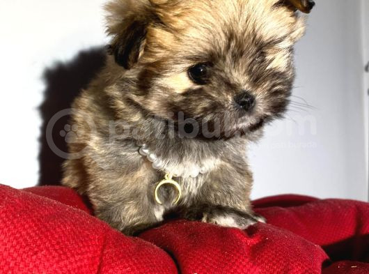 Teacup Boy Tüy Yumağı Morkie görsel