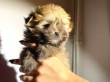 Teacup Boy Tüy Yumağı Morkie