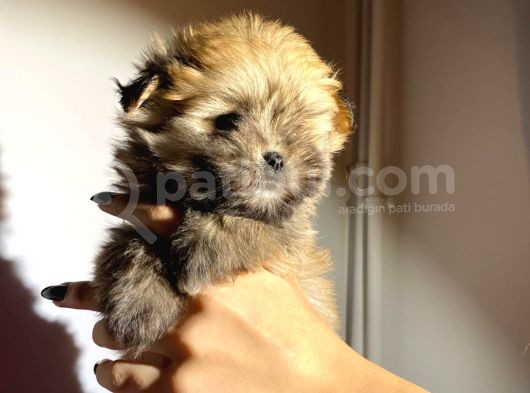 Teacup Boy Tüy Yumağı Morkie görsel