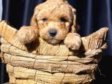 Ev Ortamından Tuvalet Eğitimli Toy Poodle