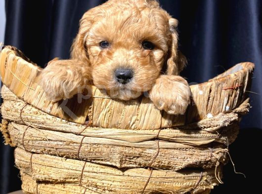 Ev Ortamından Tuvalet Eğitimli Toy Poodle görsel