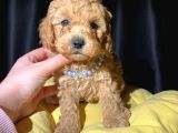 Ev ortamından tuvalet eğitimli toy poodle