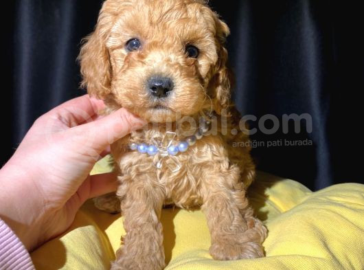 Ev Ortamından Tuvalet Eğitimli Toy Poodle