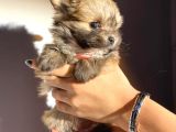 Orjinal Bardak Boy Pomeranian