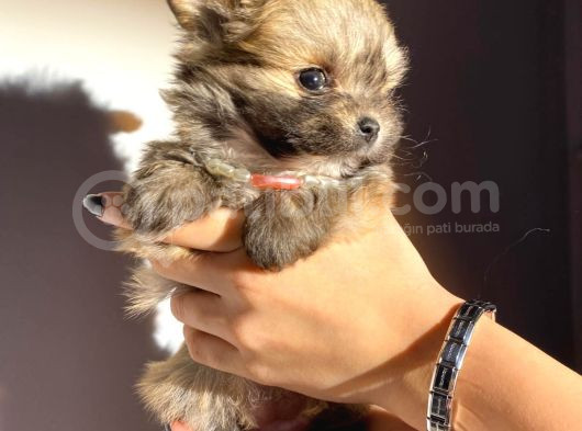 Orjinal Bardak Boy Pomeranian görsel