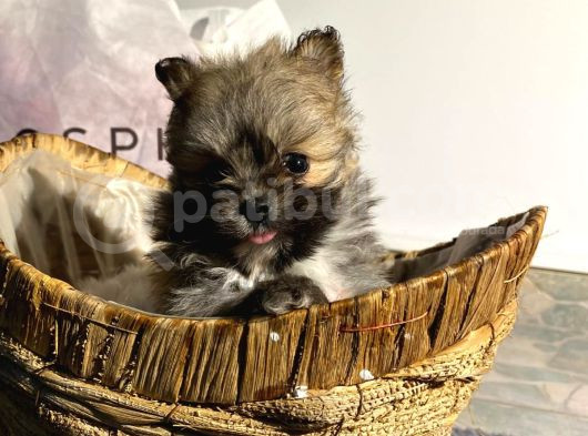 Orjinal Bardak Boy Pomeranian görsel