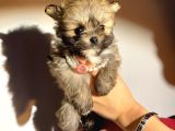 Orjinal bardak boy pomeranian