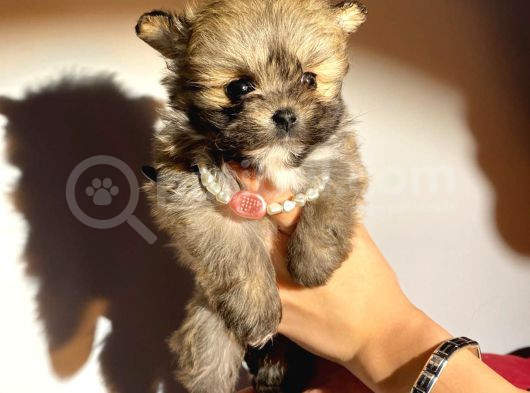 Orjinal Bardak Boy Pomeranian