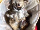 Orjinal Bardak Boy Pomeranian
