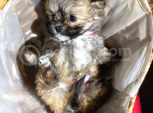 Orjinal Bardak Boy Pomeranian görsel