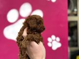 Oyuncak Gi̇bi̇ Poodle Bebekler