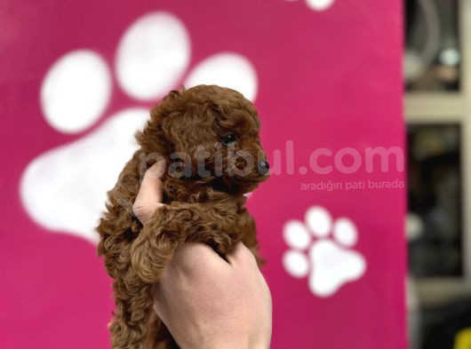 Oyuncak Gi̇bi̇ Poodle Bebekler görsel