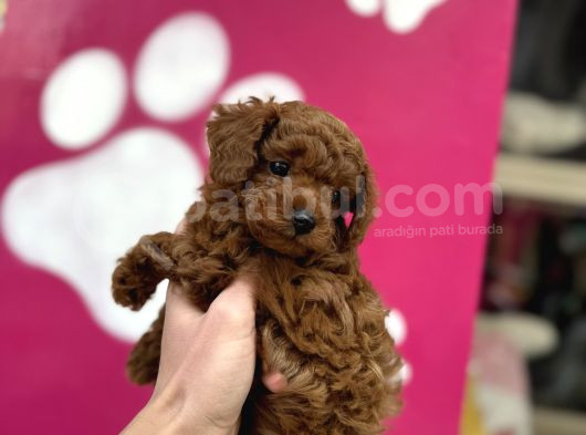 OYUNCAK GİBİ POODLE BEBEKLER