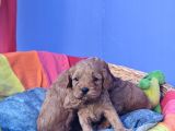 Kizil Renk Orji̇nal Cavapoo Yavrular