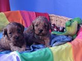 KIZIL RENK ORJİNAL CAVAPOO YAVRULAR