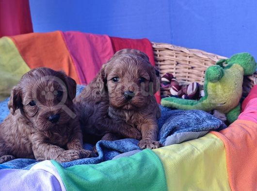 Kizil Renk Orji̇nal Cavapoo Yavrular