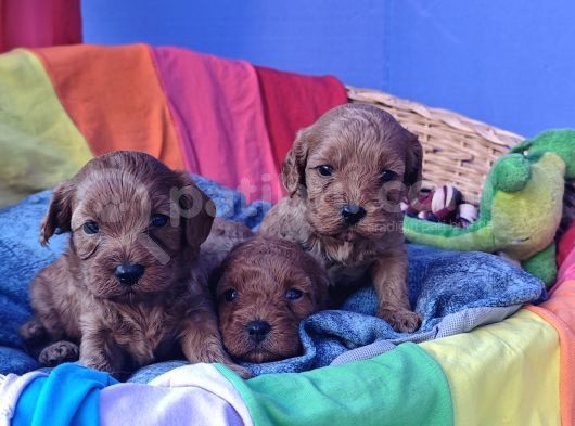 Kizil Renk Orji̇nal Cavapoo Yavrular görsel