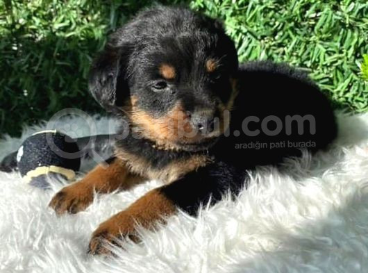 Macar Rottweiler Erkek Ve Dişi Yavrularım görsel