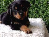 Macar Rottweiler Erkek ve dişi yavrularım