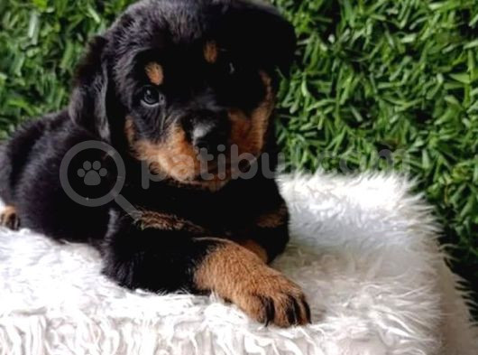 Macar Rottweiler Erkek Ve Dişi Yavrularım