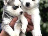 Efsane Maskeli Sibirya Husky Yavrularımız