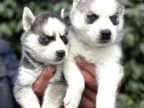 Efsane maskeli sibirya husky yavrularımız