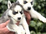 Efsane Maskeli Sibirya Husky Yavrularımız