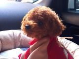İzmir Minyatür Poodle Yavrularım