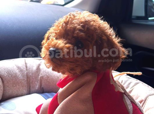 İzmir Minyatür Poodle Yavrularım görsel
