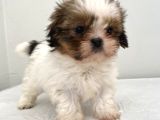 0 Numara Dişi Shihtzu Yavrum