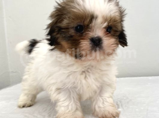 0 Numara Dişi Shihtzu Yavrum görsel
