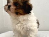 0 Numara Dişi Shihtzu Yavrum