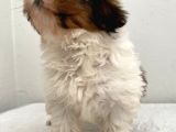 0 Numara Dişi Shihtzu Yavrum
